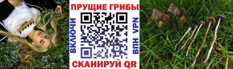 Галлюциногенные грибы мицелий  блэк спрут ссылки  даркнет клад  Калач-на-Дону 